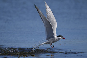 common tern portrait
