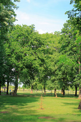 Alley in the park