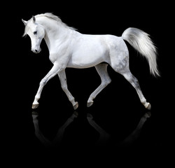 white horse runs trot isolated on black