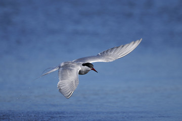 common tern portrait