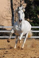Obraz na płótnie Canvas biały koń biegnie galopem