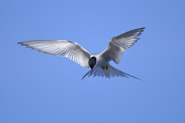 common tern portrait