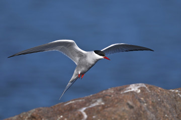 arctic tern portrait