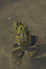 Froschpaar (Frosch, Frösche)