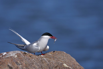 arctic tern portrait