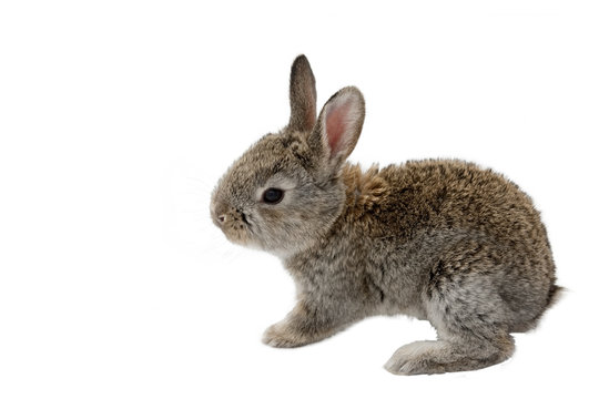 B&eacute;b&eacute; animal