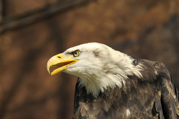 aquila testa