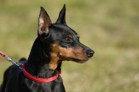 Miniature pinscher
