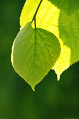 green leaf