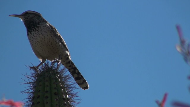 Cactus wren sings on cholla against bright blue sky - HD