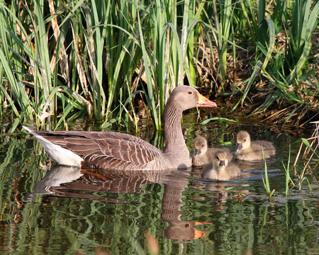 Grey Goose with 3 Babies