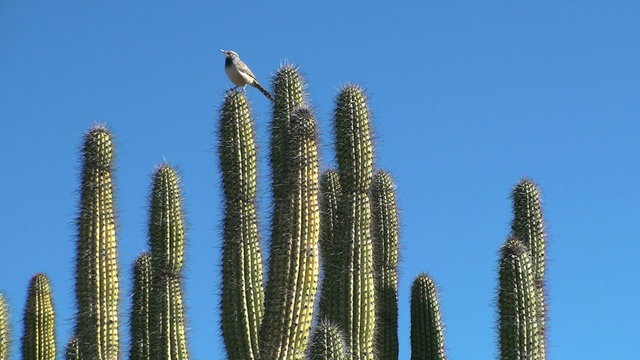 Cactus wren on cholla wide shot - HD