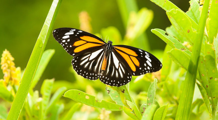 Black Veined Tiger Butterfly