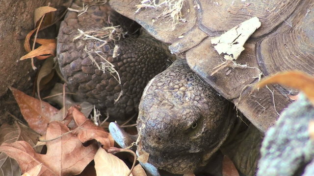 Tortoise peeking - HD