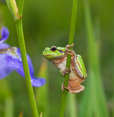 Frog Hyla 4