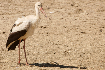 A white stork standing on one legs