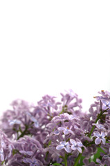 Violet Lilac