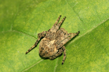 spider