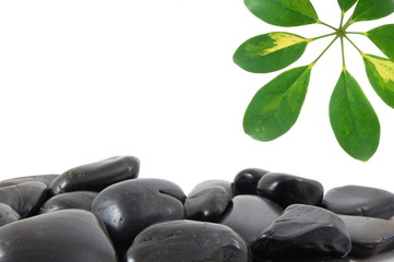 stones and leaf