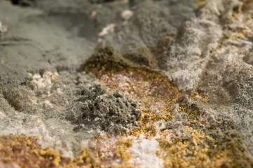 Mould in close up