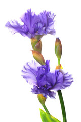 Beautiful irises