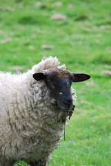 Fototapeta premium mouton dans la nature