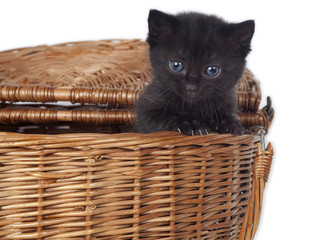 Fototapeta na wymiar kitten in a basket