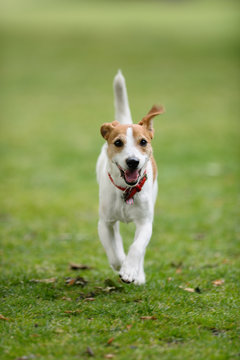 Parson Jack Russell running towards camera, tail in the air