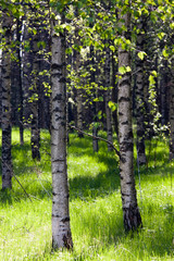 Fototapeta premium Birch woods