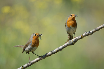 Pareja de  petirrojos