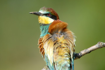 Primer plano de abejaruco