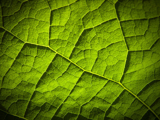 Leaf structure