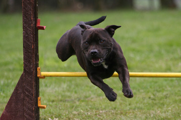 English Staffordshire Bullterrier beim Agiliy