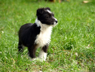 puppy on the meadow