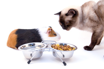 guinea-pig, cat and bowl with  food