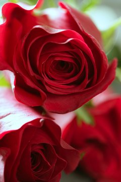 Beautiful rose flower over red petals