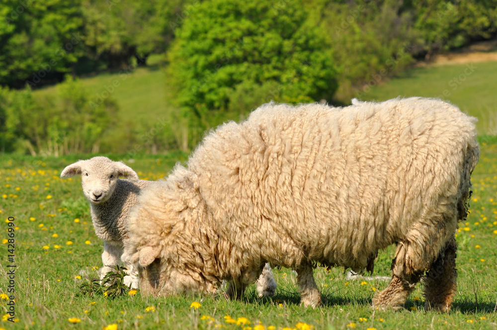 Wall mural lamb with her mum