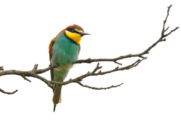 bee eater on white background