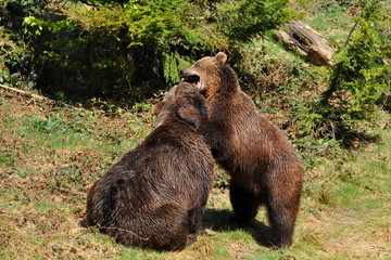 brown bears in fight