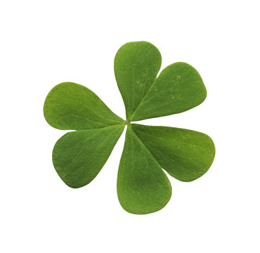 green three leaved clover isolated on white