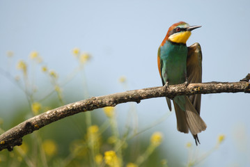 Abejaruco