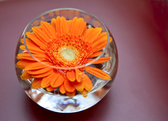 Gerbera in glass bowl