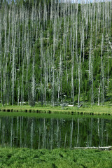 YELLOWSTONE PARK,WYOMING_USA