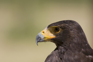 Harris Hawk