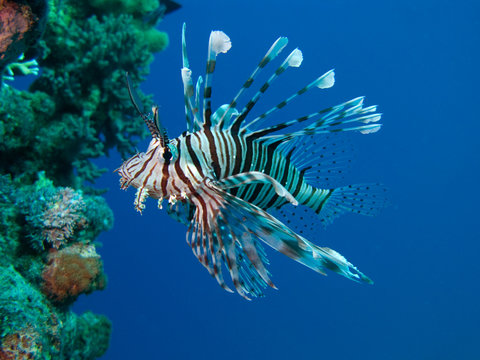 Feuerfisch