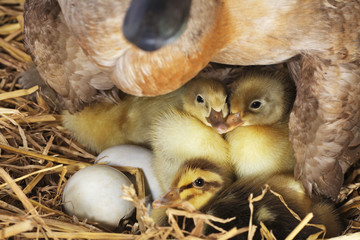 Obraz premium Entenküken 01