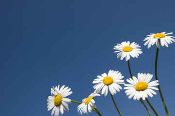 Fototapeta na wymiar Daisy flowers on sunny day