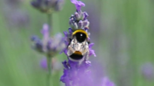 lavanda