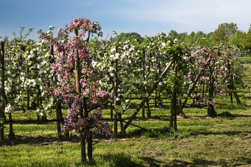 Apfelwiese im Sonnenschein