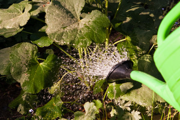 gärtnern, gardening